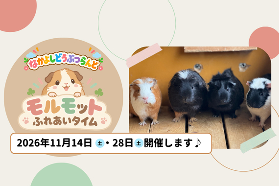 11/14(土)28(土)『モルモットふれあいタイム🐹💕』