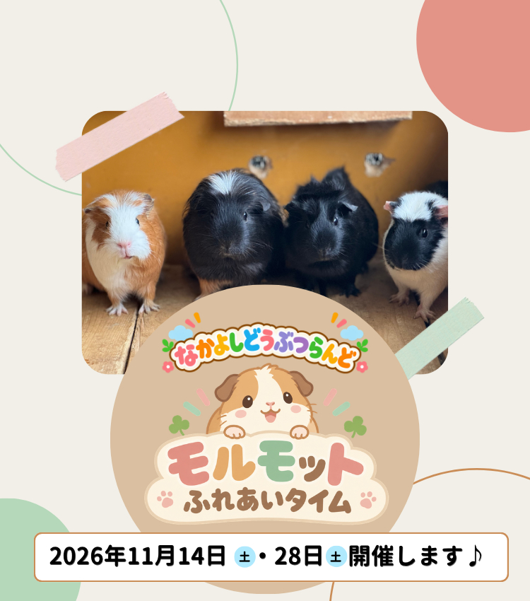 モルモット